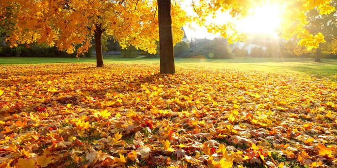 fall leaves on ground